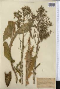 Lactuca soongarica Regel, Средняя Азия и Казахстан, Северный и Центральный Тянь-Шань (M4) (Казахстан)