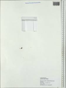 Aphelia nutans Hook.f. ex Benth., Австралия и Океания (AUSTR) (Австралия)