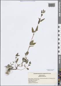 Лебеда раскидистая L., Восточная Европа, Средневолжский район (E8) (Россия)