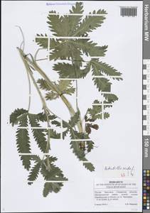 Лапчатка прямая L., Восточная Европа, Средневолжский район (E8) (Россия)