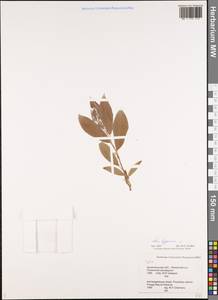 Ива лопарская L., Восточная Европа, Северный район (E1) (Россия)