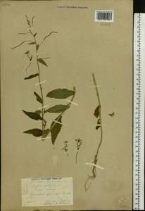 Catolobus pendulus (L.) Al-Shehbaz, Восточная Европа, Центральный район (E4) (Россия)