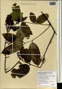 Hiptage benghalensis subsp. benghalensis, Зарубежная Азия (ASIA) (Вьетнам)