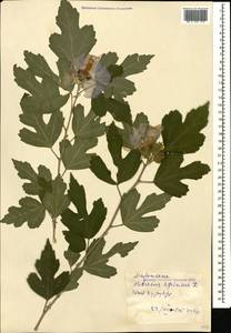 Hibiscus syriacus L., Кавказ, Грузия (K4) (Грузия)
