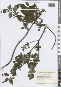 Ива филиколистная L., Восточная Европа, Северный район (E1) (Россия)