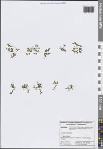 Ряска трехдольная L., Сибирь, Центральная Сибирь (S3) (Россия)