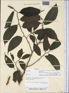 Maclura tinctoria (L.) D. Don ex Steud., Америка (AMER) (Парагвай)