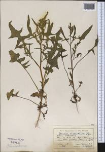 Spinacia oleracea subsp. turkestanica (Iljin) Del Guacchio & P. Caputo, Средняя Азия и Казахстан, Муюнкумы, Прибалхашье и Бетпак-Дала (M9) (Казахстан)