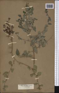 Lindenbergia muraria (Roxb. ex D. Don) Brühl, Зарубежная Азия (ASIA) (Неизвестно)