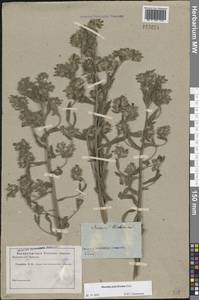 Оносма многоцветная Klokov, Восточная Европа, Ростовская область (E12a) (Россия)