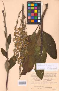 MHA 0 158 903, Коровяк мучнистый L., Восточная Европа, Центральный район (E4) (Россия)