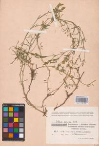 Смолевка приземистая M.Bieb., Восточная Европа, Южно-Украинский район (E12) (Украина)