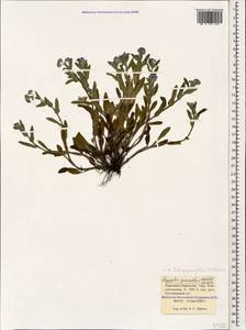 Незабудка воробейниколистная (Willd.) Hornem., Кавказ, Ставропольский край, Карачаево-Черкесия, Кабардино-Балкария (K1b) (Россия)