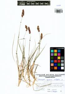 Calamagrostis sajanensis Malyschev, Сибирь, Прибайкалье и Забайкалье (S4) (Россия)