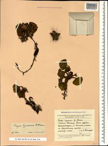 Рогульник плавающий, Чилим плавающий, Водяной орех плавающий L., Кавказ, Азербайджан (K6) (Азербайджан)