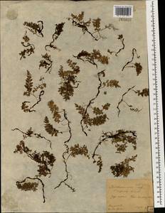 Vandenboschia radicans (Sw.) Copel., Зарубежная Азия (ASIA) (Япония)
