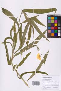 Лютик длиннолистный L., Восточная Европа, Центральный район (E4) (Россия)