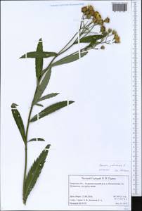Jacobaea paludosa subsp. paludosa, Восточная Европа, Северо-Западный район (E2) (Россия)