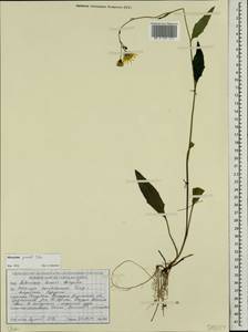 Hieracium lachenalii subsp. deductum (Sudre) Greuter, Восточная Европа, Белоруссия (E3a) (Белоруссия)