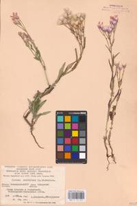 Наголоватка многоцветковая (L.) B. Fedtsch., Восточная Европа, Восточный район (E10) (Россия)
