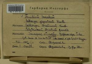 Helodium blandowii (F. Weber & D. Mohr) Warnst., Гербарий мохообразных, Мхи - Центральное Нечерноземье (B6) (Россия)
