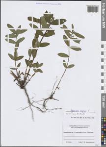 Зверобой большой L., Сибирь, Дальний Восток (S6) (Россия)