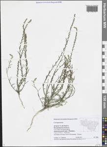 Верблюдка, Восточная Европа, Центральный район (E4) (Россия)