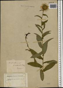Pentanema salicinum subsp. salicinum, Восточная Европа, Центральный лесостепной район (E6) (Россия)