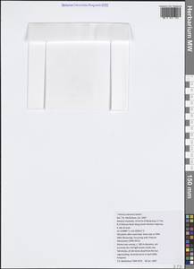 Trithuria submersa Hook.fil., Австралия и Океания (AUSTR) (Австралия)