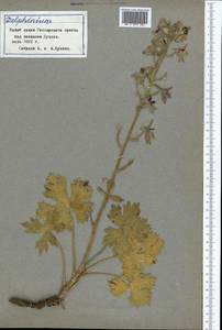 Живокость, Средняя Азия и Казахстан, Памир и Памиро-Алай (M2) (Таджикистан)