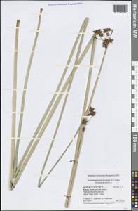 Схеноплектус озерный (L.) Palla, Крым (KRYM) (Россия)