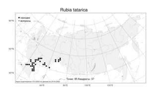 Rubia tatarica, Марена татарская (Trevir.) F.Schmidt, Атлас флоры России (FLORUS) (Россия)