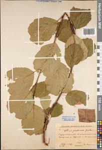 Ольха клейкая, Ольха черная (L.) Gaertn., Восточная Европа, Нижневолжский район (E9) (Россия)