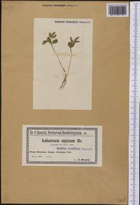 Laburnum alpinum (Mill.)Bercht. & J.Presl, Америка (AMER) (Польша)
