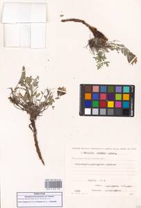 Астрагал приморский Boriss., Сибирь, Чукотка и Камчатка (S7) (Россия)