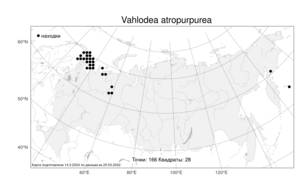 Vahlodea atropurpurea, Валодея темнопурпурная (Wahlenb.) Fr., Атлас флоры России (FLORUS) (Россия)
