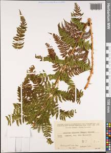 Pseudathyrium alpestre (Hoppe) Newman, Кавказ, Грузия (K4) (Грузия)