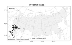 Orobanche alba, Заразиха белая Steph. ex Willd., Атлас флоры России (FLORUS) (Россия)