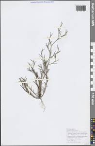 Dianthus nudiflorus Griff., Кавказ, Черноморское побережье (от Новороссийска до Адлера) (K3) (Россия)