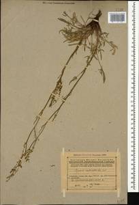 Щавель щавельковидный (Balansa) Den Nijs, Кавказ, Армения (K5) (Армения)