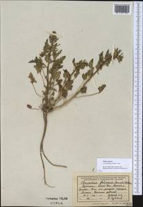 Blitum virgatum subsp. virgatum, Средняя Азия и Казахстан, Копетдаг, Бадхыз, Малый и Большой Балхан (M1) (Туркмения)