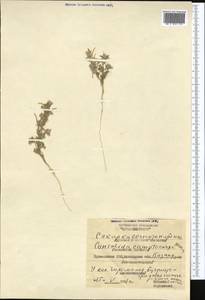 Delphinium camptocarpum Fisch. & C. A. Mey., Средняя Азия и Казахстан, Каракумы (M6) (Туркмения)