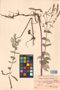 MHA 0 158 354, Мята длиннолистная (L.) L., Восточная Европа, Южно-Украинский район (E12) (Украина)