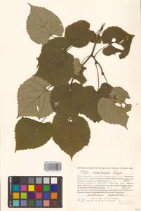 Липа амурская Rupr., Сибирь, Дальний Восток (S6) (Россия)