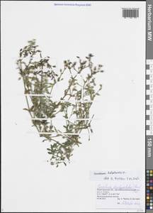 Ясколка костенецевидная, Ясколка дернистая Fr., Восточная Европа, Волжско-Камский район (E7) (Россия)