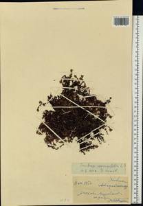 Камнеломка супротивнолистная L., Восточная Европа, Северный район (E1) (Россия)