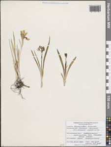 Ирис песчаный Waldst. & Kit., Восточная Европа, Центральный лесостепной район (E6) (Россия)