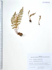 Вудсия эльбская (L.) R.Br., Сибирь, Дальний Восток (S6) (Россия)