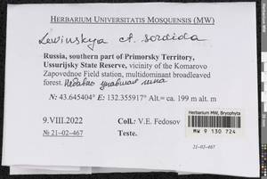 Lewinskya sordida (Sull. & Lesq.) F. Lara, Garilleti & Goffinet, Гербарий мохообразных, Мхи - Дальний Восток (без Чукотки и Камчатки) (B20) (Россия)