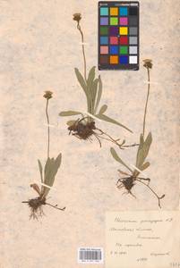 Ястребиночка уклончивая (Nägeli & Peter) Soják, Восточная Европа, Московская область и Москва (E4a) (Россия)